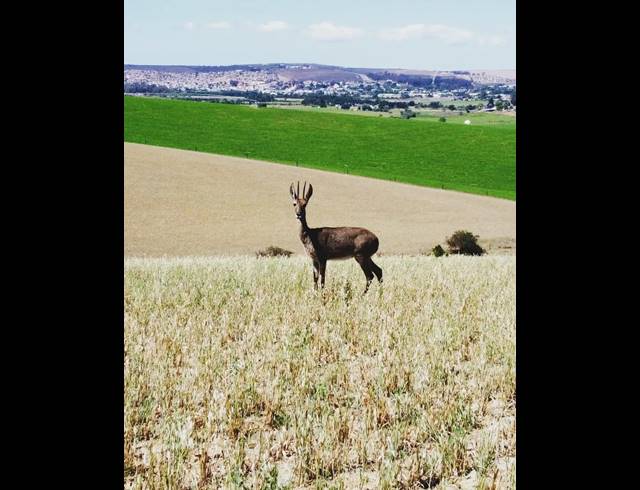 539HA FARM FOR SALE IN RIVERSDALE RURAL